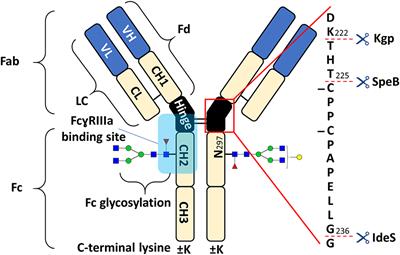 Proteoform-Resolved FcɤRIIIa Binding Assay for Fab Glycosylated Monoclonal Antibodies Achieved by Affinity Chromatography Mass Spectrometry of Fc Moieties